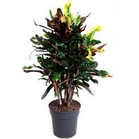 Kategorie <b>Produkt ohne Kategoriezuordnung </b> - Codiaeum Mammi 19 cm Topf 60 cm Höhe