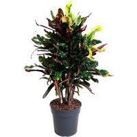 Kategorie <b>Produkt ohne Kategoriezuordnung </b> - Codiaeum Mammi 24 cm Topf 90 cm Höhe