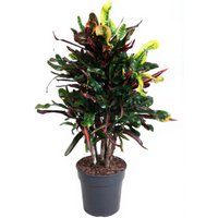 Kategorie <b>Produkt ohne Kategoriezuordnung </b> - Codiaeum Mammi 27 cm Topf 100 cm Höhe