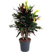 Kategorie <b>Produkt ohne Kategoriezuordnung </b> - Codiaeum Mammi 34 cm Topf 170 cm Höhe