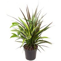 Kategorie <b>Produkt ohne Kategoriezuordnung </b> - Combo 17 cm Topf 50 cm Höhe