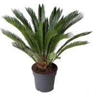 Kategorie <b>Produkt ohne Kategoriezuordnung </b> - Cycas Revoluta 27 cm Topf 90 cm Höhe