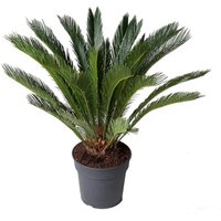 Kategorie <b>Produkt ohne Kategoriezuordnung </b> - Cycas Revoluta 30 cm Topf 100 cm Höhe