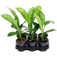 Kategorie <b>Produkt ohne Kategoriezuordnung </b> - Dieffenbachia Crocodile 13 cm Topf 40 cm Höhe