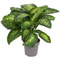 Kategorie <b>Produkt ohne Kategoriezuordnung </b> - Dieffenbachia Reeva 24 cm Topf 80 cm Höhe