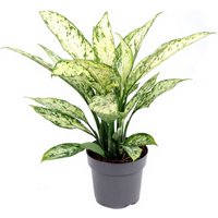 Kategorie <b>Produkt ohne Kategoriezuordnung </b> - Dieffenbachia Vesuvius 19 cm Topf 60 cm Höhe