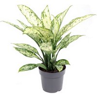 Kategorie <b>Produkt ohne Kategoriezuordnung </b> - Dieffenbachia Vesuvius 27 cm Topf 80 cm Höhe
