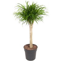 Kategorie <b>Produkt ohne Kategoriezuordnung </b> - Dracaena Anita Stamm+ verzweigt 27 cm Topf 120 cm Höhe