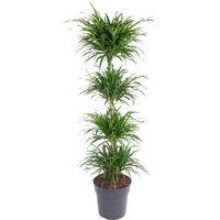 Kategorie <b>Produkt ohne Kategoriezuordnung </b> - Dracaena Anita varriegata carrousel 21 cm Topf 90 cm Höhe