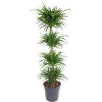 Kategorie <b>Produkt ohne Kategoriezuordnung </b> - Dracaena Anita varriegata carrousel 27 cm Topf 130 cm Höhe