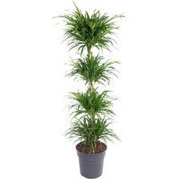 Kategorie <b>Produkt ohne Kategoriezuordnung </b> - Dracaena Anita varriegata carrousel 31 cm Topf 160 cm Höhe