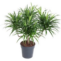 Kategorie <b>Produkt ohne Kategoriezuordnung </b> - Dracaena Anita varriegata Kandelaar 21 cm Topf 70 cm Höhe