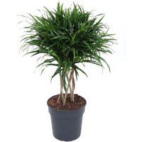 Kategorie <b>Produkt ohne Kategoriezuordnung </b> - Dracaena Anita varriegata Koker 24 cm Topf 90 cm Höhe