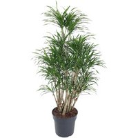 Kategorie <b>Produkt ohne Kategoriezuordnung </b> - Dracaena Anita verzweigt 24 cm Topf 90 cm Höhe