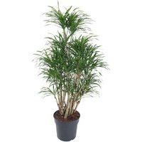 Kategorie <b>Produkt ohne Kategoriezuordnung </b> - Dracaena Anita verzweigt 27 cm Topf 110 cm Höhe