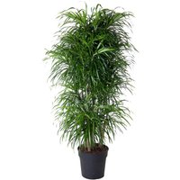 Kategorie <b>Produkt ohne Kategoriezuordnung </b> - Dracaena Anita verzweigt varriegata 21 cm Topf 90 cm Höhe