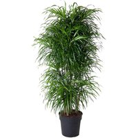 Kategorie <b>Produkt ohne Kategoriezuordnung </b> - Dracaena Anita verzweigt varriegata 34 cm Topf 170 cm Höhe
