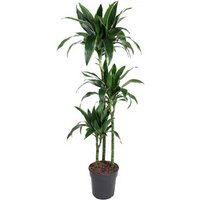 Kategorie <b>Produkt ohne Kategoriezuordnung </b> - Dracaena Arturo 90-60-30 24 cm Topf 150 cm Höhe