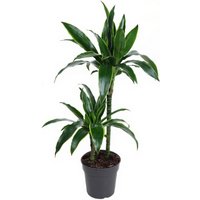 Kategorie <b>Produkt ohne Kategoriezuordnung </b> - Dracaena Arturo 45-15 19 cm Topf 100 cm Höhe