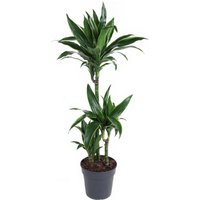 Kategorie <b>Produkt ohne Kategoriezuordnung </b> - Dracaena Arturo 60-30-15 21 cm Topf 110 cm Höhe