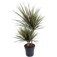 Kategorie <b>Produkt ohne Kategoriezuordnung </b> - Dracaena Bicolor 30-10 19 cm Topf 80 cm Höhe