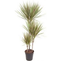 Kategorie <b>Produkt ohne Kategoriezuordnung </b> - Dracaena Bicolor 60-30-15 21 cm Topf 120 cm Höhe