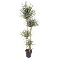 Kategorie <b>Produkt ohne Kategoriezuordnung </b> - Dracaena Bicolor 120-90-60-30 27 cm Topf 180 cm Höhe