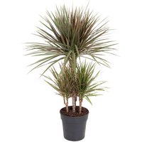 Kategorie <b>Produkt ohne Kategoriezuordnung </b> - Dracaena Bicolor 45-carrousel 21 cm Topf 110 cm Höhe