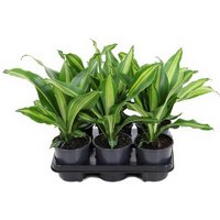 Kategorie <b>Produkt ohne Kategoriezuordnung </b> - Dracaena Burley kopstek 13 cm Topf 40 cm Höhe