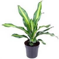 Kategorie <b>Produkt ohne Kategoriezuordnung </b> - Dracaena Burley kopstek 17 cm Topf 60 cm Höhe
