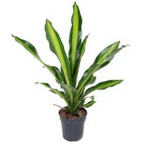 Kategorie <b>Produkt ohne Kategoriezuordnung </b> - Dracaena Burley kopstek 21 cm Topf 70 cm Höhe