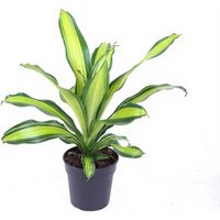 Kategorie <b>Produkt ohne Kategoriezuordnung </b> - Dracaena Charley kopstek 17 cm Topf 60 cm Höhe