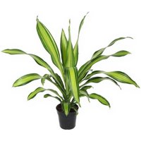 Kategorie <b>Produkt ohne Kategoriezuordnung </b> - Dracaena Charley kopstek 21 cm Topf 70 cm Höhe