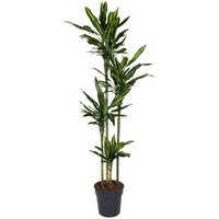 Kategorie <b>Produkt ohne Kategoriezuordnung </b> - Dracaena Cintho 120-90-60-30 27 cm Topf 170 cm Höhe