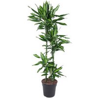 Kategorie <b>Produkt ohne Kategoriezuordnung </b> - Dracaena Cintho 90-60-30-15 27 cm Topf 150 cm Höhe
