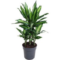 Kategorie <b>Produkt ohne Kategoriezuordnung </b> - Dracaena Cintho 30-carrousel 21 cm Topf 80 cm Höhe