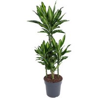 Kategorie <b>Produkt ohne Kategoriezuordnung </b> - Dracaena Cintho 60-carrousel 24 cm Topf 110 cm Höhe