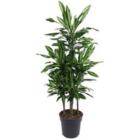 Kategorie <b>Produkt ohne Kategoriezuordnung </b> - Dracaena Cintho 90-carrousel 31 cm Topf 150 cm Höhe