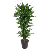 Kategorie <b>Produkt ohne Kategoriezuordnung </b> - Dracaena Cintho verzweigt 21 cm Topf 70 cm Höhe