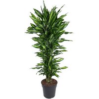 Kategorie <b>Produkt ohne Kategoriezuordnung </b> - Dracaena Cintho verzweigt 24 cm Topf 100 cm Höhe