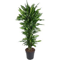 Kategorie <b>Produkt ohne Kategoriezuordnung </b> - Dracaena Cintho verzweigt 31 cm Topf 160 cm Höhe