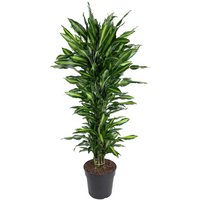 Kategorie <b>Produkt ohne Kategoriezuordnung </b> - Dracaena Cintho verzweigt 40 cm Topf 230 cm Höhe