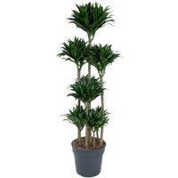 Kategorie <b>Produkt ohne Kategoriezuordnung </b> - Dracaena Compacta 120-carrousel 34 cm Topf 160 cm Höhe