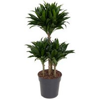 Kategorie <b>Produkt ohne Kategoriezuordnung </b> - Dracaena Compacta 45-carrousel 21 cm Topf 80 cm Höhe