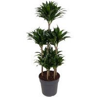 Kategorie <b>Produkt ohne Kategoriezuordnung </b> - Dracaena Compacta 90-carrousel 31 cm Topf 130 cm Höhe