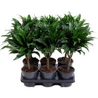 Kategorie <b>Produkt ohne Kategoriezuordnung </b> - Dracaena Compacta Stamm 15cm P13 13 cm Topf 35 cm Höhe