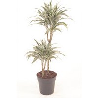 Kategorie <b>Produkt ohne Kategoriezuordnung </b> - Dracaena Compacta Variegata 45-15 19 cm Topf 80 cm Höhe