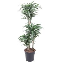 Kategorie <b>Produkt ohne Kategoriezuordnung </b> - Dracaena Compacta Variegata 60-30-15 21 cm Topf 110 cm Höhe