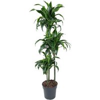 Kategorie <b>Produkt ohne Kategoriezuordnung </b> - Dracaena Dorado 90-60-30 24 cm Topf 130 cm Höhe