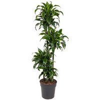 Kategorie <b>Produkt ohne Kategoriezuordnung </b> - Dracaena Dorado 90-60-30-15 27 cm Topf 130 cm Höhe